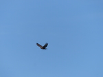 FZ024253 Buzzard (Buteo buteo) buzzing.jpg